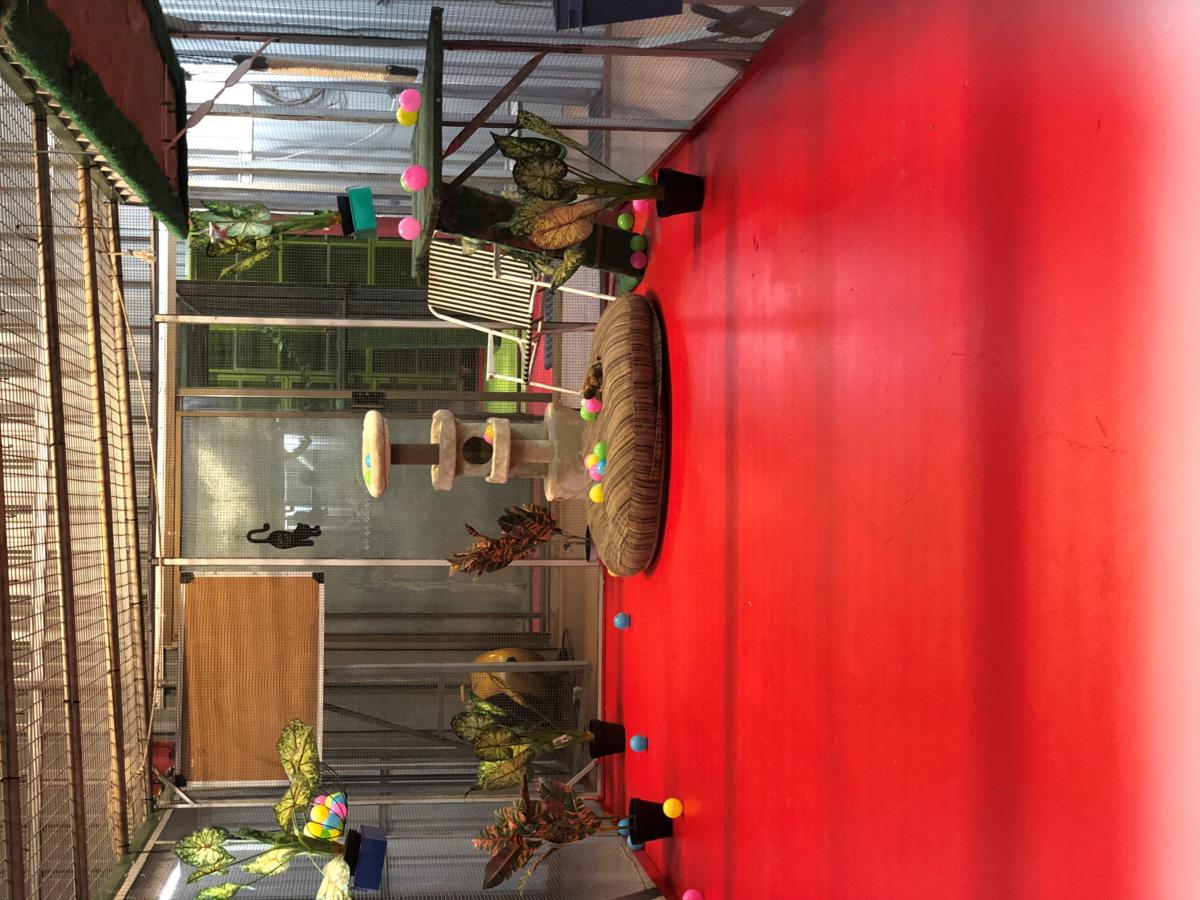 Gallery Meadowmist Boarding Kennels & Catter